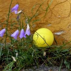 1_Blank Boeckmann  Ball mit Blumiges 