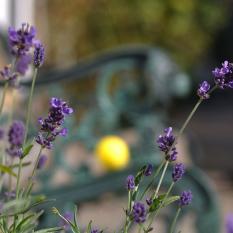 1_Karin Ebert  Ball Blume 