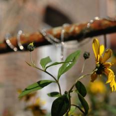1_Karin Ebert  Schmuck-Aegidienhofblumen  