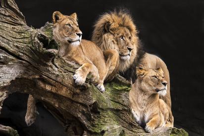 Lions watching