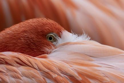 Watchful Eye