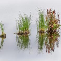 Hans-Ludwig Quandt   "Im Wasser"