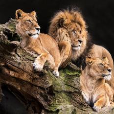 Helgard Quandt   "Lions watching"  -Urkunde-