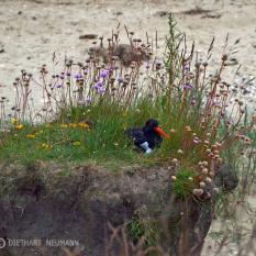 Auf dem Nest
