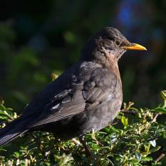 Amsel
