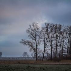 Bäume im Nebel