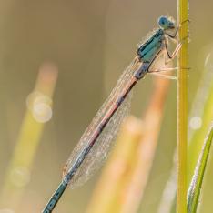 Blaue Federlibelle