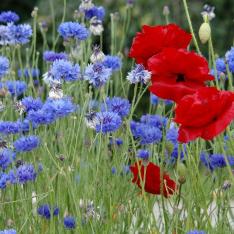 blaurot