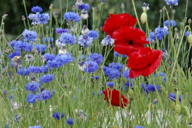 blaurot