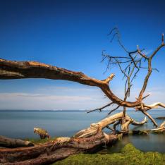 Der Baum