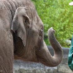 Elefant und Wärter