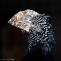 Grauwangenhornvogel