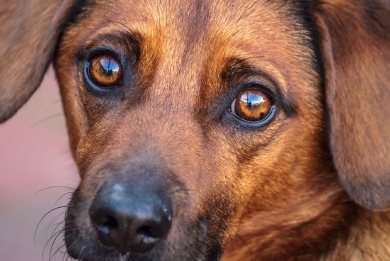 Hundeblick