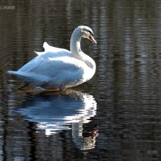Höckerschwan