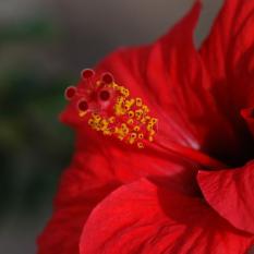 Hibiskus