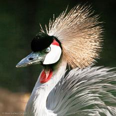 Kronenkranich