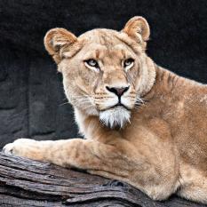 Löwin