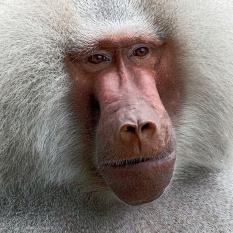 Portrait eines Pavians