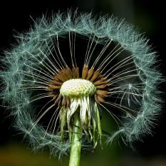 Pusteblume