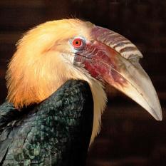 Papuahornvogel