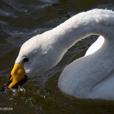 Singschwan