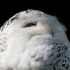 Schneeeule