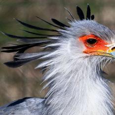 Sekretär