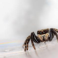 Springspinne2