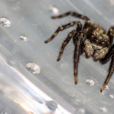 Springspinne