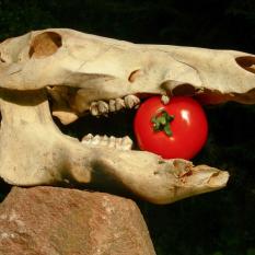 Tomatenschmaus