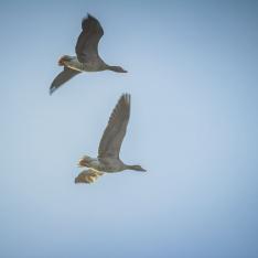 Vogelfluglinie