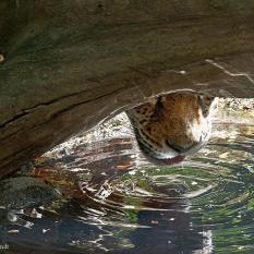 Wasserstelle