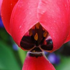 Arboretum12