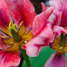 Arboretum13