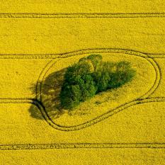 Island in the Field