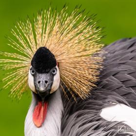 Paradise Crane_2