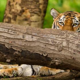 Watchful Tiger
