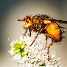 Igelfliege