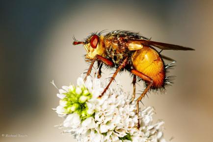 Igelfliege