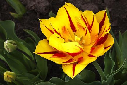 Geflammte Tulpe