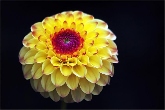 Dahlienblüte