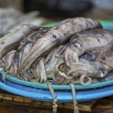 Frische Fische