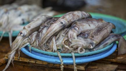 Frische Fische