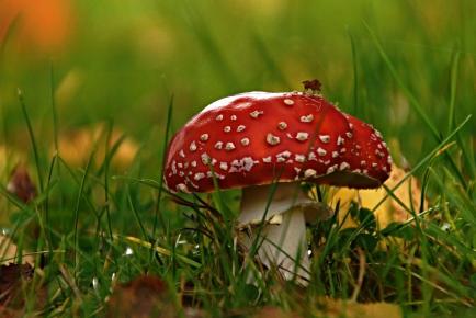 Amanita muscaria