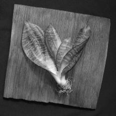 Sanseveria
