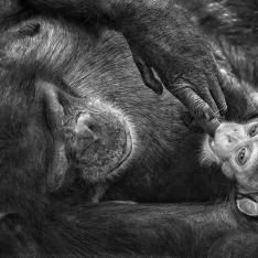 mother love