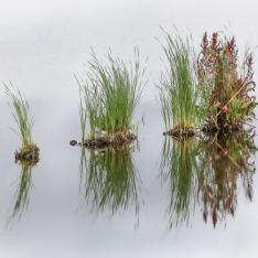 Im Wasser