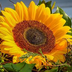 Sonnenblume