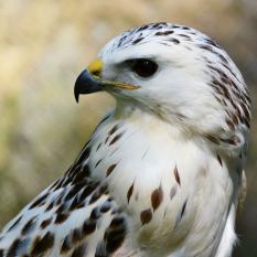 Gerfalke