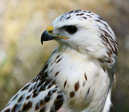 Gerfalke